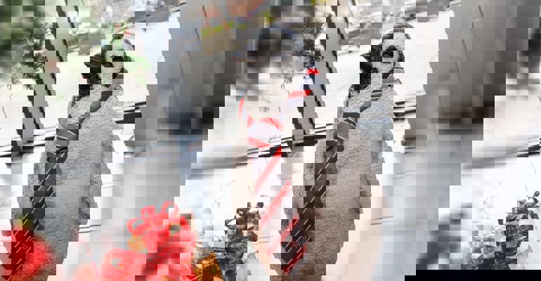 Penguin wearing GTG tie